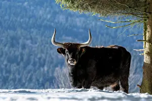 Extinct: Heck cattle (Bos domesticus) Bull under tree in