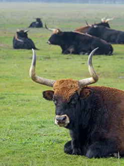 Taurus: Heck Cattle, a disputed attempt to breed back the