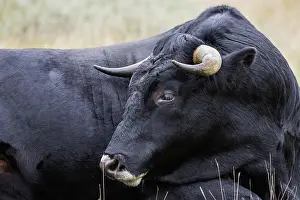 Husbandry: Heck cattle on the isle schiermonnikoog