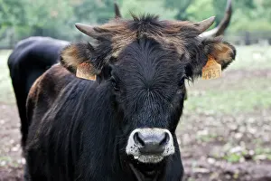 Heck: Heck Cow - Aurochs'
