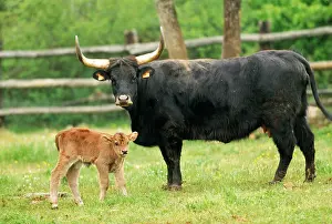 Heck: Heck Cow - Aurochs' - mother with calf