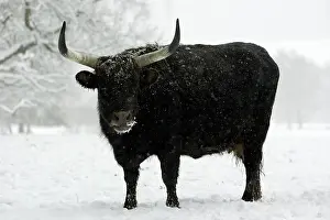 Heck: Heck Cow - in winter park landscape