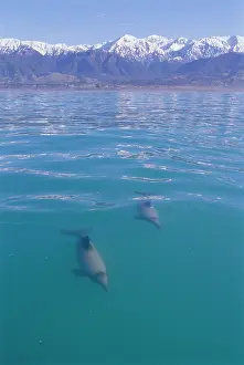 Cephalorhynchus: HectorIs Dolphin