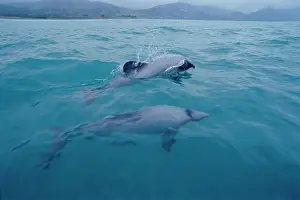 Cephalorhynchus: HectorIs dolphin (Cephalorhynchus hectori). Kaikoura