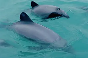 Cephalorhynchus: HectorIs dolphin (Cephalorhynchus hectori). Kaikoura