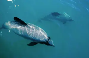 Cephalorhynchus: HectorIs dolphin (Cephalorhynchus hectori). Kaikoura
