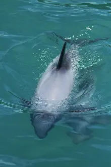 Banks: Hector's dolphin (Cephalorhynchus hectori)