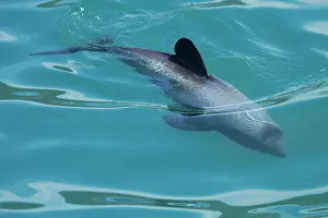 Banks: Hector's dolphin (Cephalorhynchus hectori)