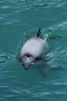 Banks: Hector's dolphin (Cephalorhynchus hectori)