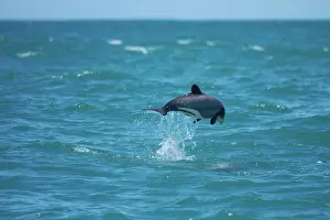 Banks: Hector's dolphin jumping (Cephalorhynchus