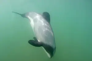 Cephalorhynchus: Hector's Dolphin - swimming in the ocean off the