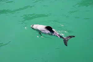 Cephalorhynchus: Hector's Dolphins - one of the smallest marine