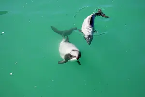 Cephalorhynchus: Hector's Dolphins - one of the smallest marine