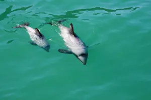 Cephalorhynchus: Hector's Dolphins - one of the smallest marine