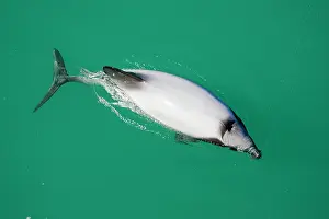 Cephalorhynchus: Hector's Dolphins - one of the smallest marine