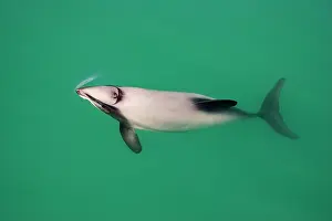 Cephalorhynchus: Hector's Dolphins - one of the smallest marine
