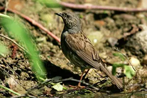 Accentors: Hedge Accentor / Dunnock