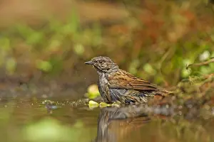Accentor: Hedge Accentor (Prunella modularis) near the wa