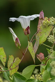 Convolvulus: Hedge bindweed, Calystegia sepium, in flower in