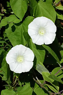 Bindweed: Hedge Bindweed - flowering in garden