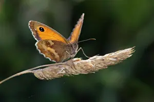 Gatekeeper: Hedge Brown / Gatekeeper Butterfly