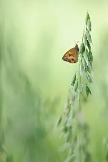 Gatekeeper: Hedge Brown (Pyronia tithonus) resting
