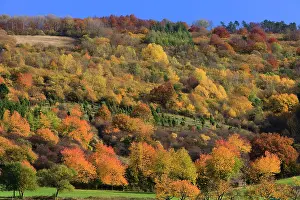 Meissner: Hedge landscape - in autumn colour - Hoeher Meissner
