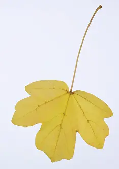 Campestris: Hedge Maple - autumn leaf