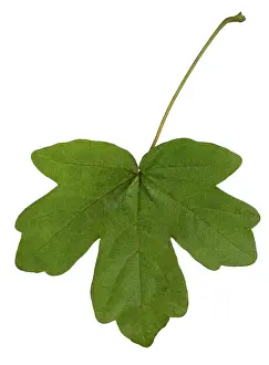 Campestris: Hedge Maple - leaf