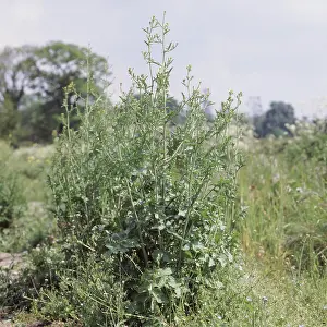 Officinale: Hedge mustard