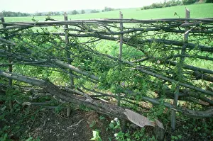Sophie Gooders: Hedge - newly laid