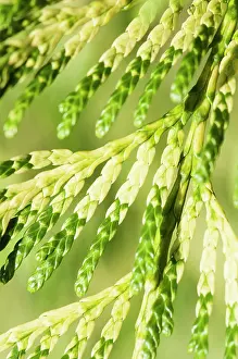 Cedar: Hedge, Western red cedar, Thuja plicata Zebrina