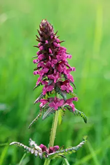 Woundwort: HEDGE WOUNDWORT - IN BLOOM