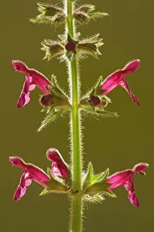Woundwort: Hedge Woundwort, against the light