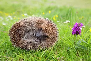 Erinaceus: Hedgehog