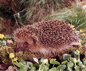 Spines: HEDGEHOG