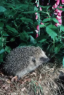 Hedgehog: HEDGEHOG