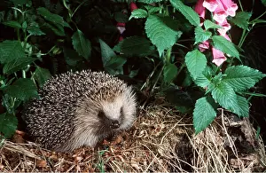 Martin Beames: HEDGEHOG
