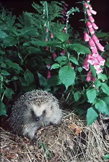 Martin Beames: HEDGEHOG