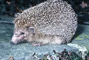 Insectivore: HEDGEHOG
