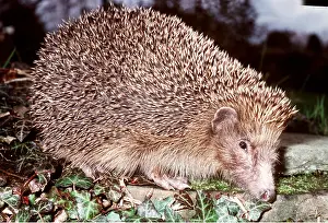 Insectivore: HEDGEHOG