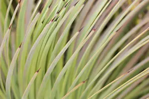 Stricta: Detail of Hedgehog agave (Agave stricta), Liguria
