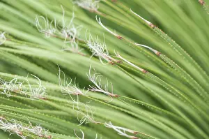 Spine: Detail of Hedgehog agave (Agave stricta), Liguria, Italy