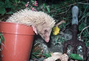 Pots: HEDGEHOG - Albino in flower pot