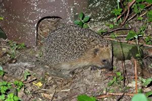Crepuscular: Hedgehog - in front of artifical shelter