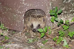 Crepuscular: Hedgehog - in artifical shelter, in garden