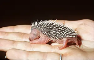 Sizes: HEDGEHOG - baby in human hand