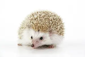 Blonde: Hedgehog - blonde