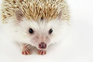 Blonde: Hedgehog - blonde