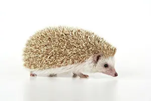 Blonde: Hedgehog - blonde